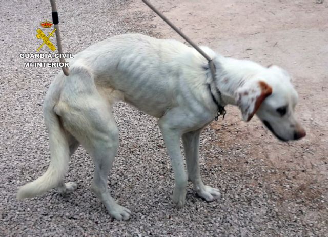 La Guardia Civil investiga a los propietarios de un perro por maltrato animal - 1, Foto 1