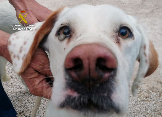 La Guardia Civil investiga a los propietarios de un perro por maltrato animal - 2, Foto 2