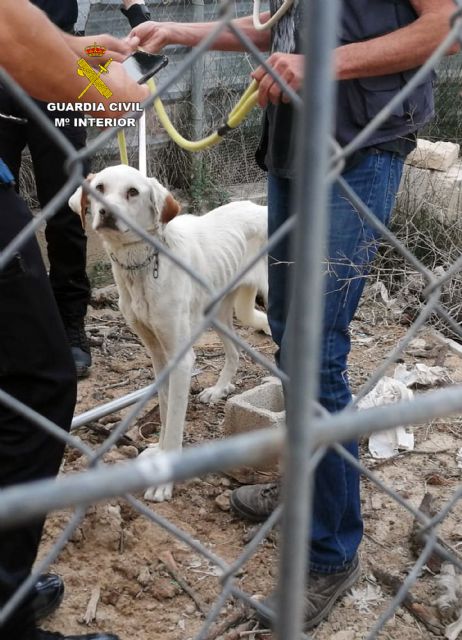 La Guardia Civil investiga a los propietarios de un perro por maltrato animal - 3, Foto 3