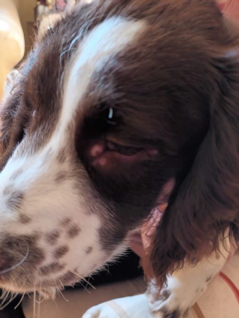 Prevención y diagnóstico precoz: los principales retos frente a la Leishmaniosis en mascotas - 1, Foto 1