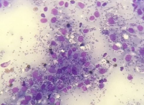 Prevención y diagnóstico precoz: los principales retos frente a la Leishmaniosis en mascotas - 2, Foto 2