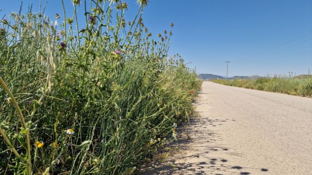 El PSOE de Lorca reclama el desbroce de todas las cunetas y un trato igualitario para todas las pedanías del municipio - 1, Foto 1