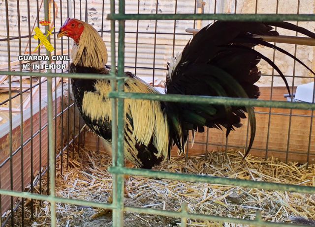 La Guardia Civil investiga en Cieza a dos personas por la mutilación de gallos de pelea - 2, Foto 2