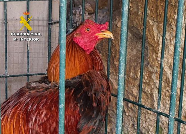 La Guardia Civil investiga en Cieza a dos personas por la mutilación de gallos de pelea - 3, Foto 3