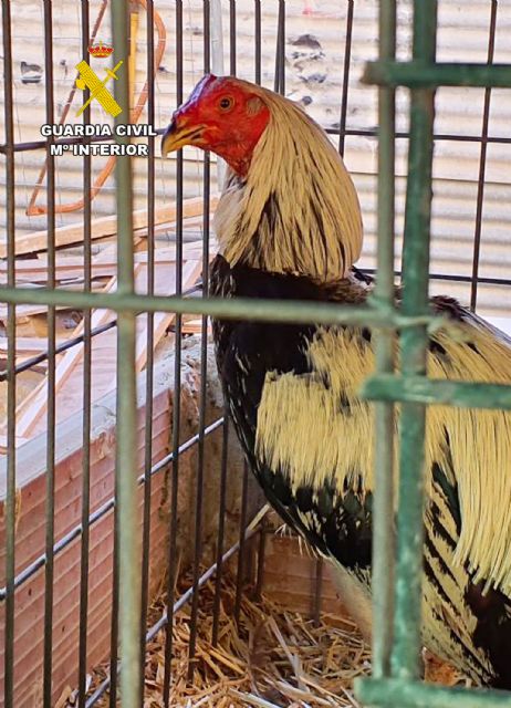 La Guardia Civil investiga en Cieza a dos personas por la mutilación de gallos de pelea - 4, Foto 4