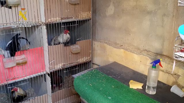 La Guardia Civil investiga en Cieza a dos personas por la mutilación de gallos de pelea - 5, Foto 5
