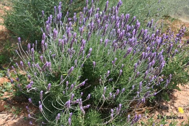 El IMIDA comprueba que los enemigos naturales autóctonos realizan un control de plagas eficiente en los cultivos de melón - 1, Foto 1