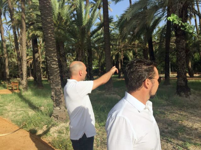 Ciudadanos propone al Gobierno local la elaboración de un informe técnico sobre el estado del Palmeral de Santiago y Zaraíche - 1, Foto 1