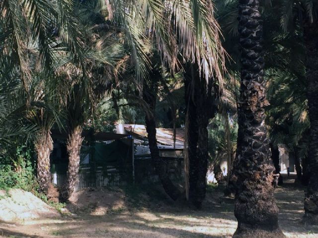 Ciudadanos propone al Gobierno local la elaboración de un informe técnico sobre el estado del Palmeral de Santiago y Zaraíche - 2, Foto 2