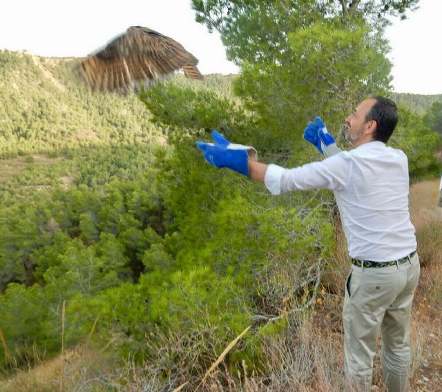 Medio Ambiente libera tres búhos reales tratados en el Centro de Fauna Silvestre El Valle - 1, Foto 1