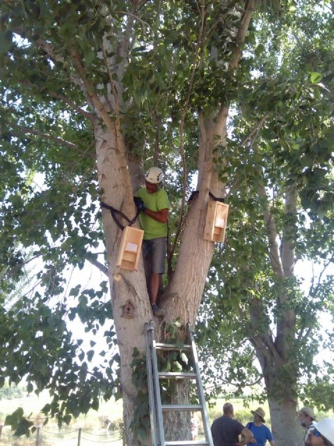 ANSE coloca refugios de murciélagos, para contribuir al control biológico de plagas del arrozal - 1, Foto 1
