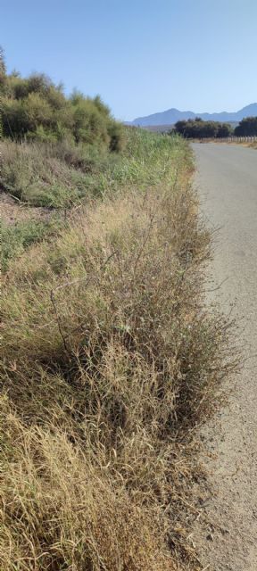 El PSOE denuncia el lamentable estado y la falta de limpieza de las zonas de aparcamiento y la carretera de las playas de Calnegre - 2, Foto 2