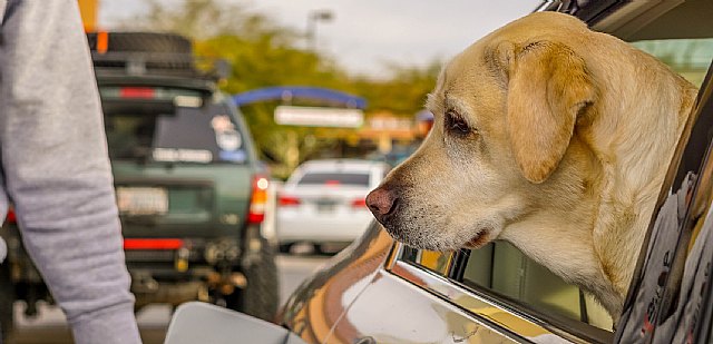 El 70% de los conductores cree que las áreas de servicio en carretera no están adaptadas para viajar con mascotas - 1, Foto 1