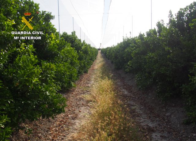 La Guardia Civil investiga a tres personas por utilizar con fines comerciales variedades de frutales protegidas - 2, Foto 2