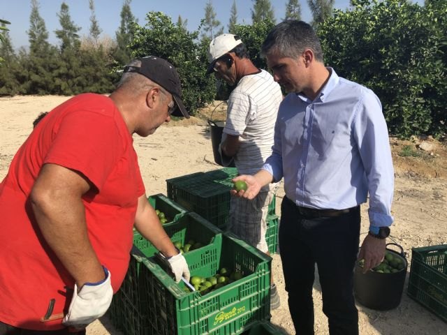 La producción de lima en la Región crece más de un 25 por ciento en los dos últimos años - 1, Foto 1
