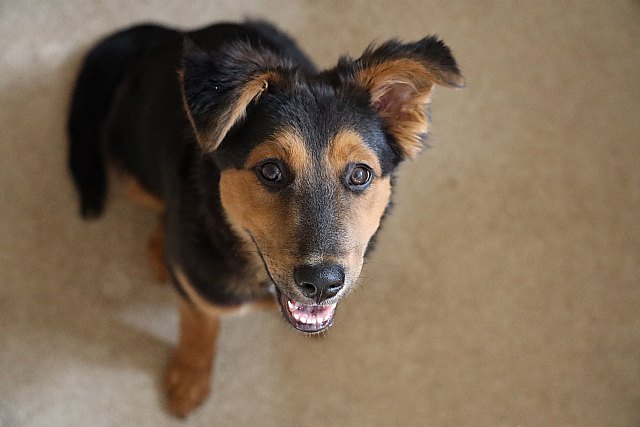 Lenda, una gran opción de alimento natural para la mascota - 1, Foto 1