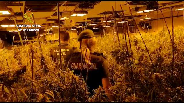 La Guardia Civil desmantela un invernadero con 660 plantas de marihuana de gran tamaño en un chalet de San Javier - 2, Foto 2