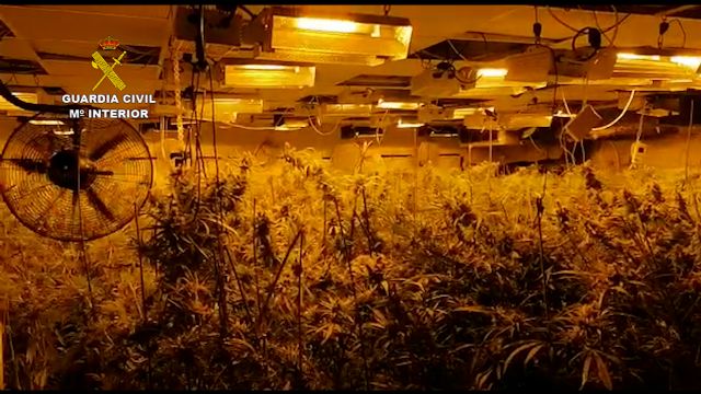 La Guardia Civil desmantela un invernadero con 660 plantas de marihuana de gran tamaño en un chalet de San Javier - 3, Foto 3
