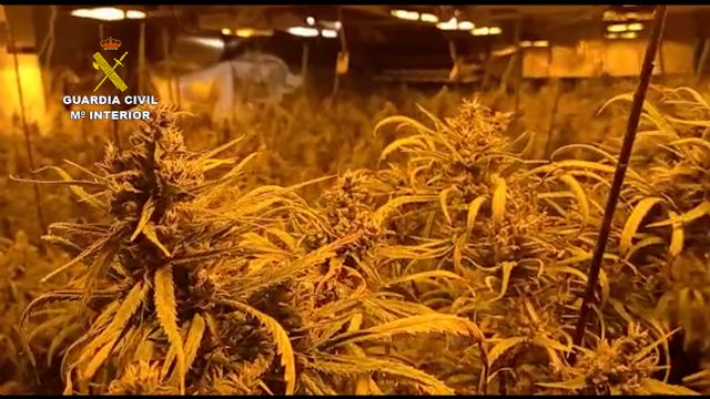 La Guardia Civil desmantela un invernadero con 660 plantas de marihuana de gran tamaño en un chalet de San Javier - 5, Foto 5