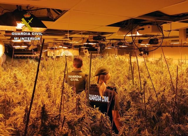 La Guardia Civil desmantela un invernadero con 660 plantas de marihuana de gran tamaño en un chalet de San Javier - 1, Foto 1