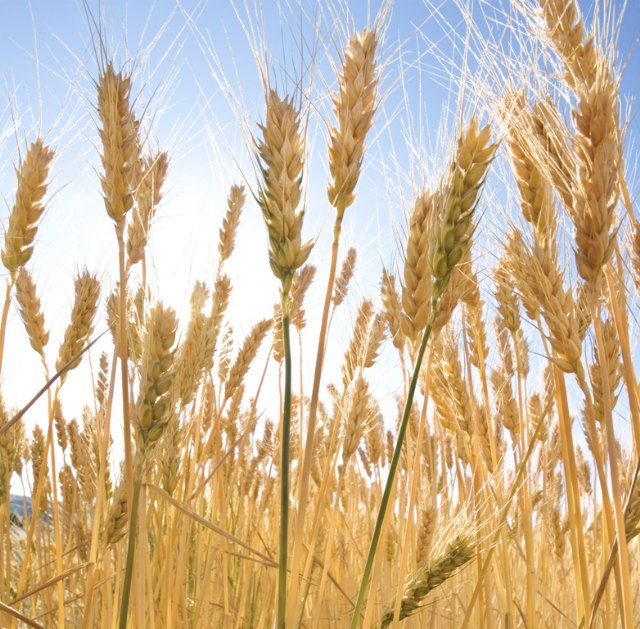 1 de septiembre: comienza el plazo para suscribir el seguro de importantes producciones agrícolas - 1, Foto 1