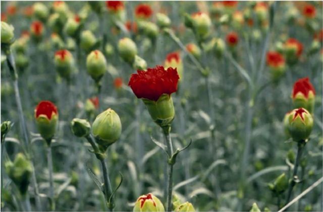El PP pide un plan de apoyo al sector de la flor cortada en la Región que impulse su proyección nacional e internacional. - 1, Foto 1