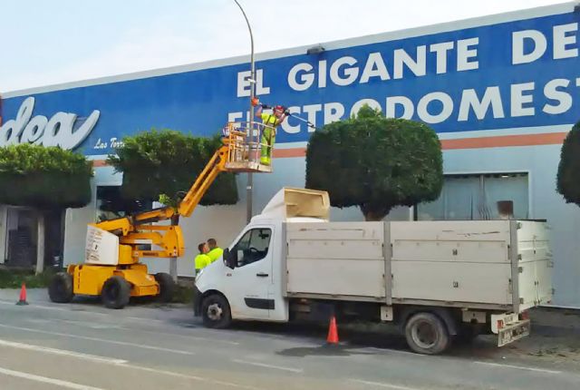 La tradicional poda de invierno llega a los árboles de Las Torres de Cotillas - 2, Foto 2