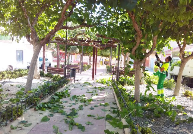 La tradicional poda de invierno llega a los árboles de Las Torres de Cotillas - 3, Foto 3