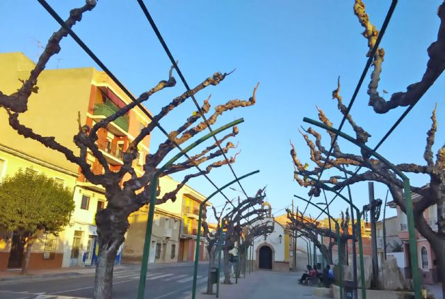 La tradicional poda de invierno llega a los árboles de Las Torres de Cotillas - 5, Foto 5
