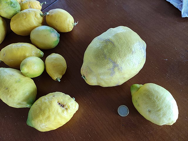 Carrefour único distribuidor que comercializa limón español durante todo el año - 1, Foto 1