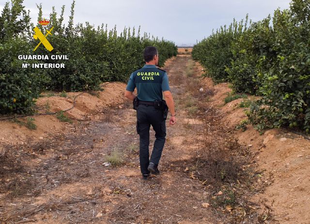 La Guardia Civil investiga a un cazador por la captura masiva e ilícita de liebres en Torre Pacheco - 5, Foto 5