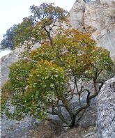 La Región de Murcia refuerza la protección de su biodiversidad con un programa integral de conservación de flora silvestre