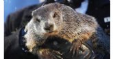 Mañana es el Día de la Marmota: ¿cómo será la primavera?