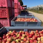 Temporada muy positiva y dinmica para manzanas BlueWhaleR en Espana