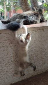 El tiempo y los gastos en la custodia compartida de una mascota