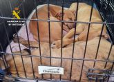 La Guardia Civil investiga a un vecino de Águilas por abandonar a sus perros