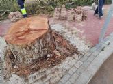Huermur denuncia la tala de un enorme eucalipto en Barriomar