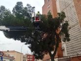 Avanza la campa&ntilde;a contra la procesionaria del pino con actuaciones en las zonas verdes de más de una treintena de barrios y pedanías en febrero
