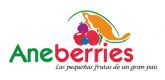 Aneberries continúa trabajando y operando para ofrecer las berries de México a los consumidores