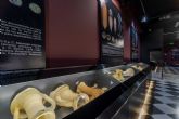 El Museo Barón de Benifayó expondrá piezas del ARQVA procedentes de San Pedro del Pinatar