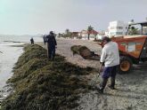 Las brigadas de limpieza del Mar Menor retiran en lo que va de año casi 1.400 metros cbicos de residuos de algas