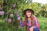 Investigacin sobre nuevas variedades de mangos para determinar potencial exportador