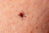 Recomendaciones para prevenir la Enfermedad de Lyme, que se transmite por la picadura de garrapatas