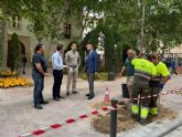 Murcia gana un nuevo corredor verde en la calle Burruezo con la sustituci�n de bolardos por arbolado urbano