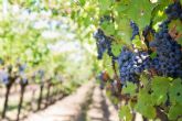 Un grupo de investigacin de la UMU y del IMIDA trabaja para mejorar las caractersticas de los vinos de la Regin de Murcia