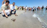 Medio Ambiente libera otros 30 ejemplares de tortuga boba en La Manga