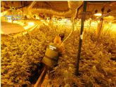 La Guardia Civil desarticula una red criminal, asentada en Alicante y Murcia, dedicada al cultivo y trfico de marihuana