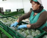 Los productores de brcoli y coliflor afrontan una de las campañas ms complejas en años