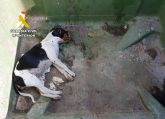 La Guardia Civil investiga a una vecina de Mazarr�n por maltrato animal