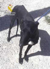 La Guardia Civil investiga en Lorca al propietario de un galgo y a un veterinario por certificar su muerte cuando estaba desaparecido
